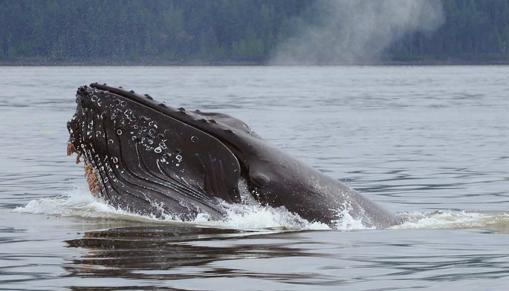 Big Mama the humpback lunges to the surface as she feeds on small fish in the Strait of Georgia