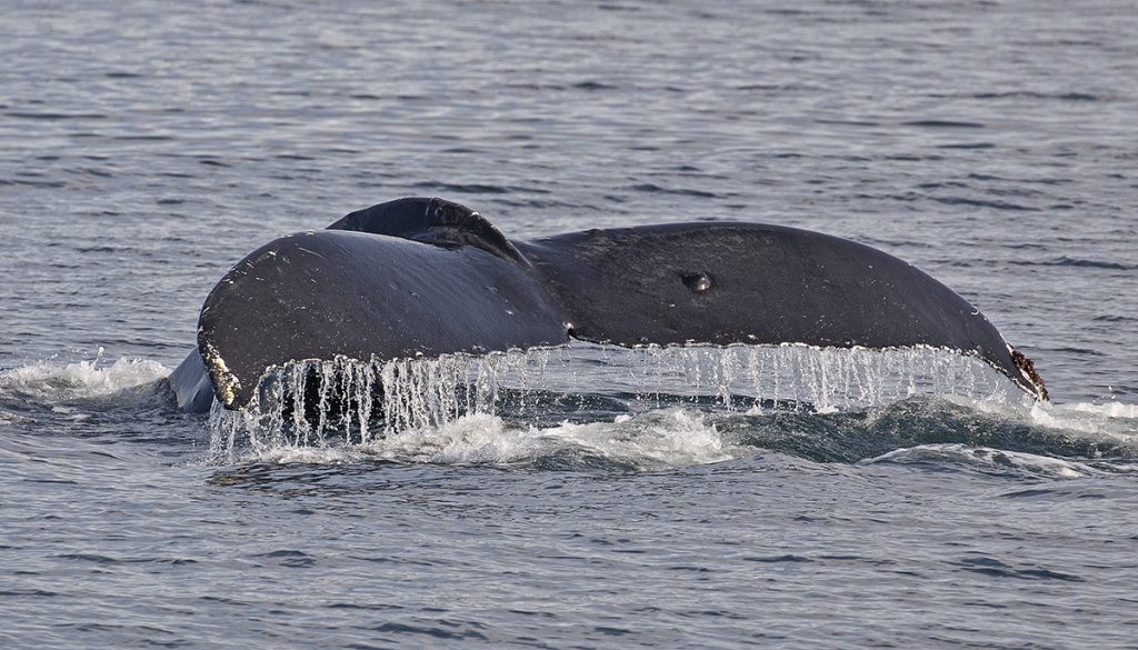 Big Mama the humpback dives, showing the trademark wart on the top of her right fluke