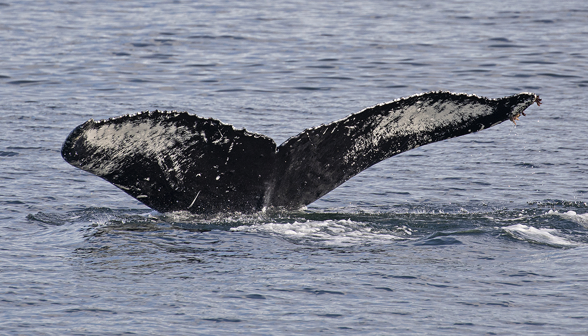 Family Matters: Meet Big Mama! - Eagle Wing Tours