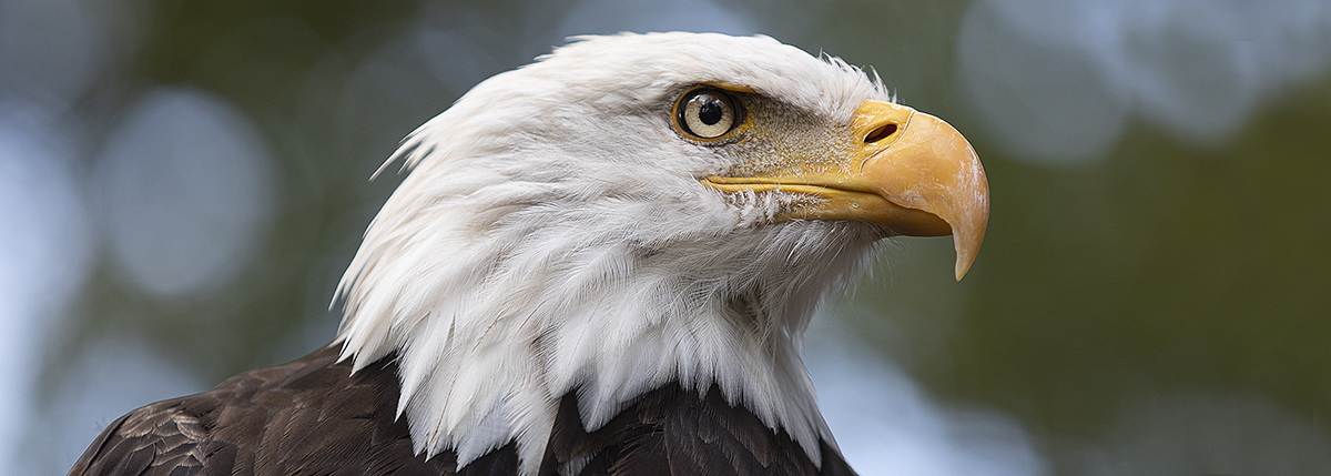 Nine bald eagle facts that may surprise you! - Eagle Wing Tours
