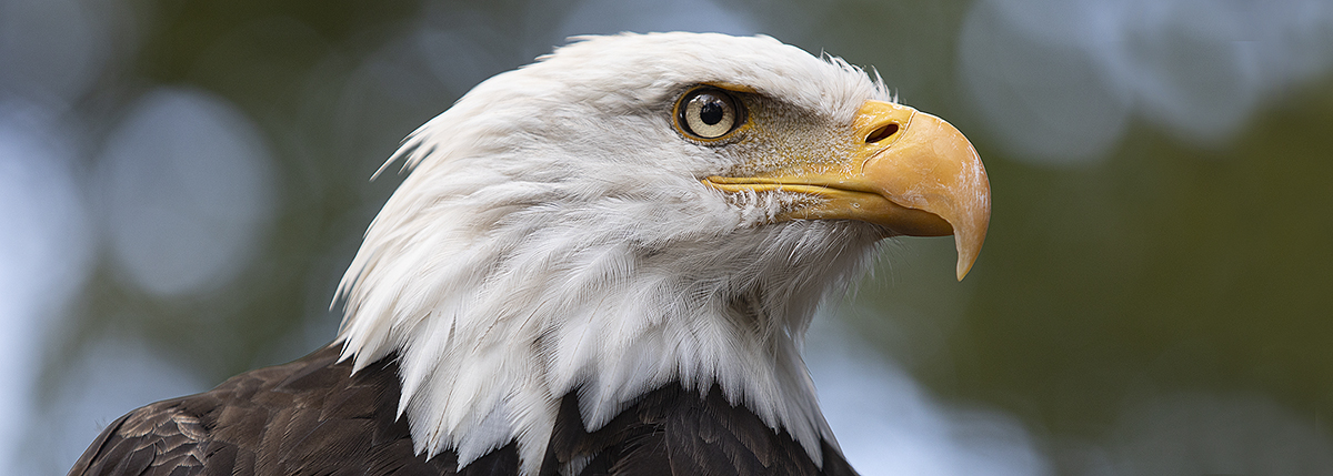 Bald eagle, facts and information