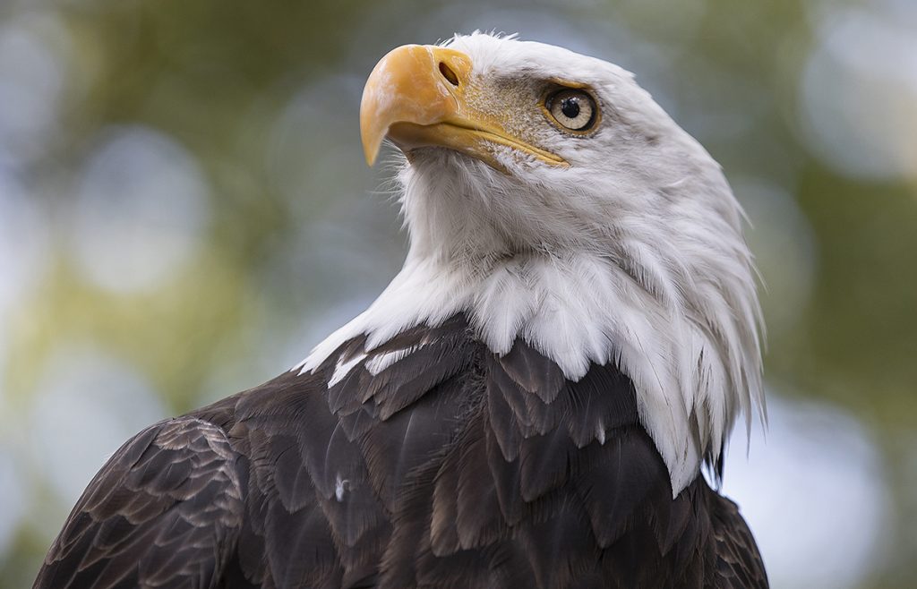 bald eagle head coloring