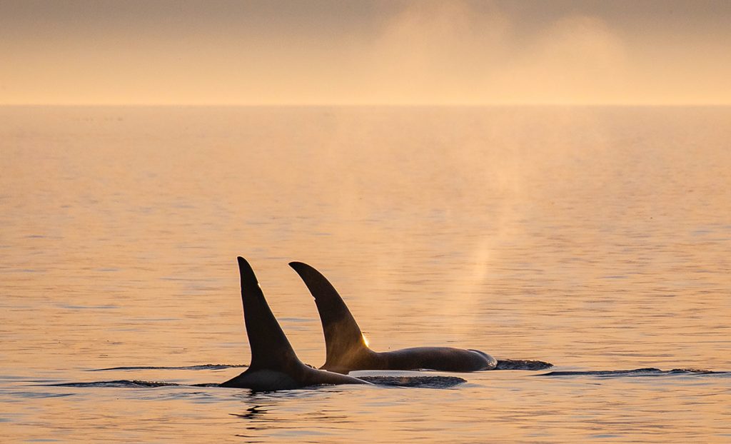 Two killer whales travel in calm seas in sunset light