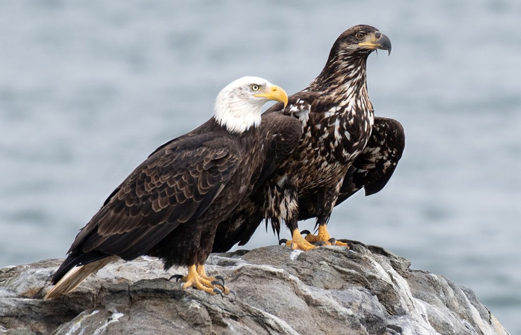 An adult and juvenile bald eagle sit on a rock side by side.