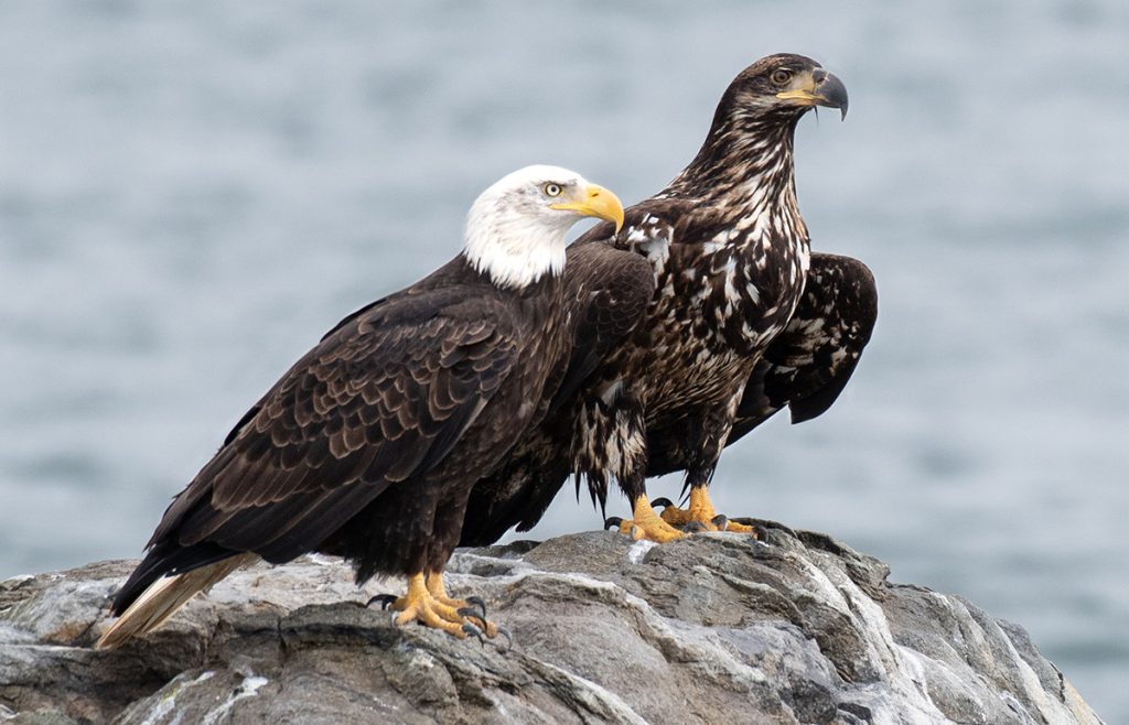 Bald Eagle Facts: Diet, Wingspan, Nests