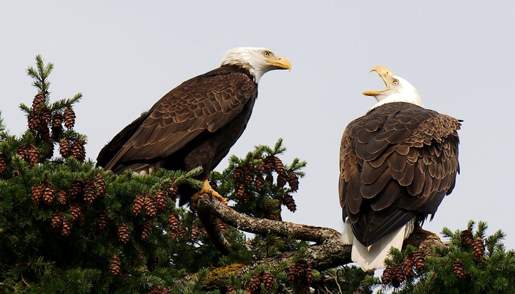 5 reasons why bald eagles are the best