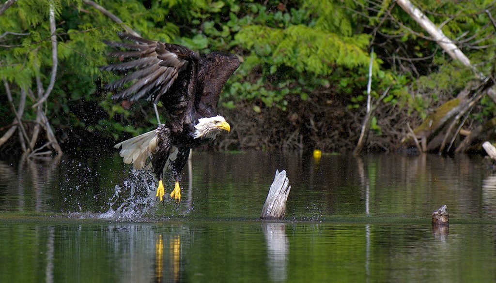 Bald eagle steals catch from fisherman's pole (PHOTOS)