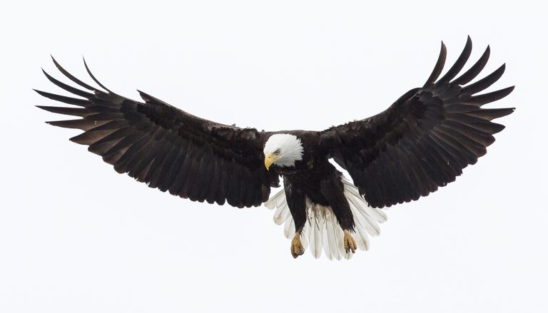 Nine bald eagle facts that may surprise you! - Eagle Wing Tours