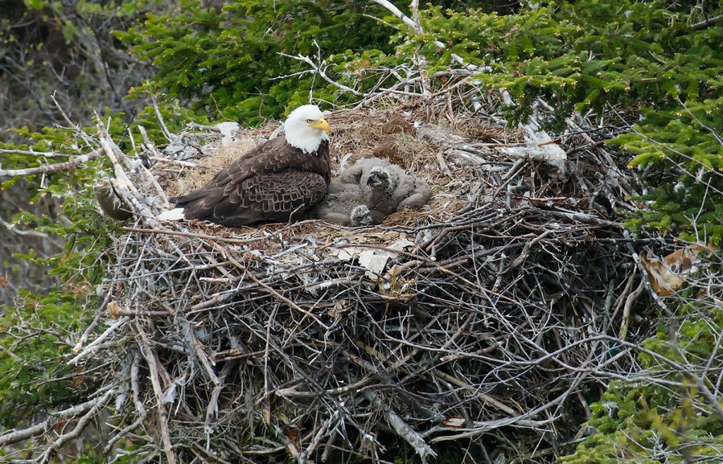An adult bald eagle sits on its large nest, which contains two young eaglets.
