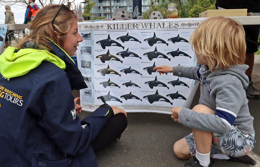 Naturalist Izzy talks to a young visitor at World Oceans Day about the different types of killer whales around the world