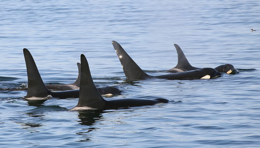A family group of resident killer whales travelling together