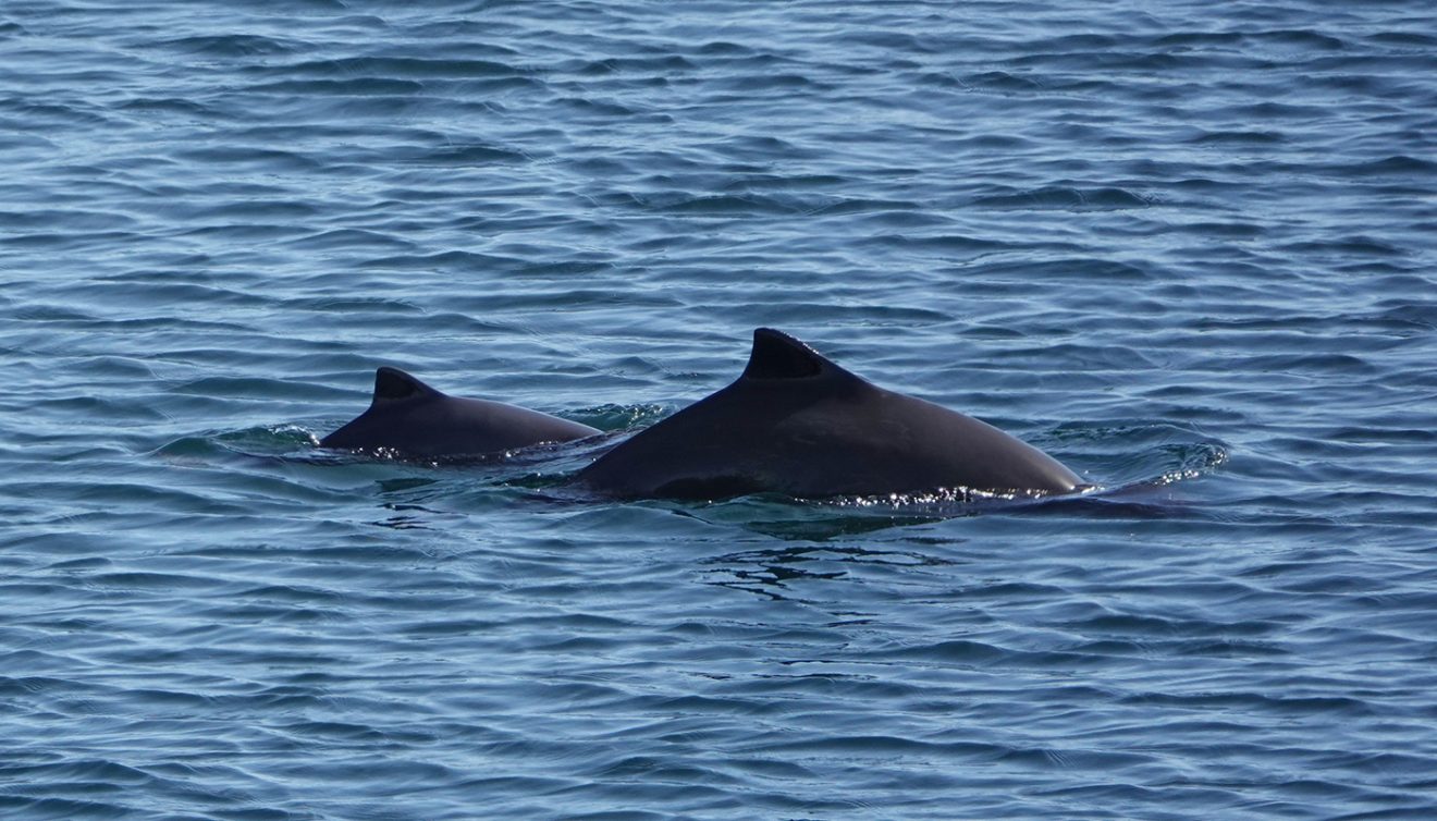 Meet The World's Greatest Small Cetacean! % - Eagle Wing Tours