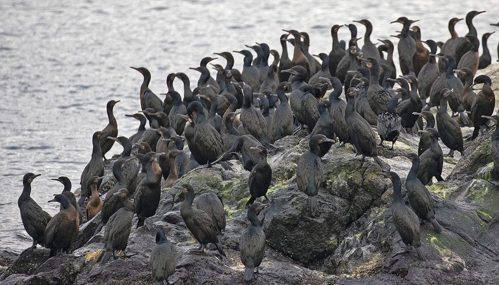 Cormorants flocked together on the rocks at Race Rocks Ecological Reserve. Next to gulls, cormorants are probably our most abundant marine bird.