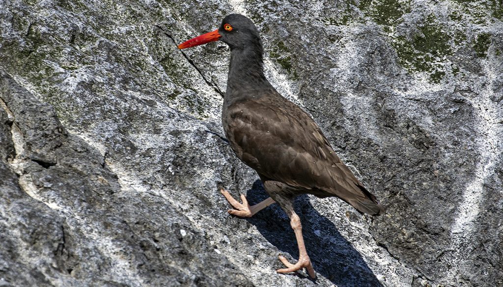 Our noisiest marine bird, the black oystercatcher, strides up a rock at Race Rocks Ecological Reserve