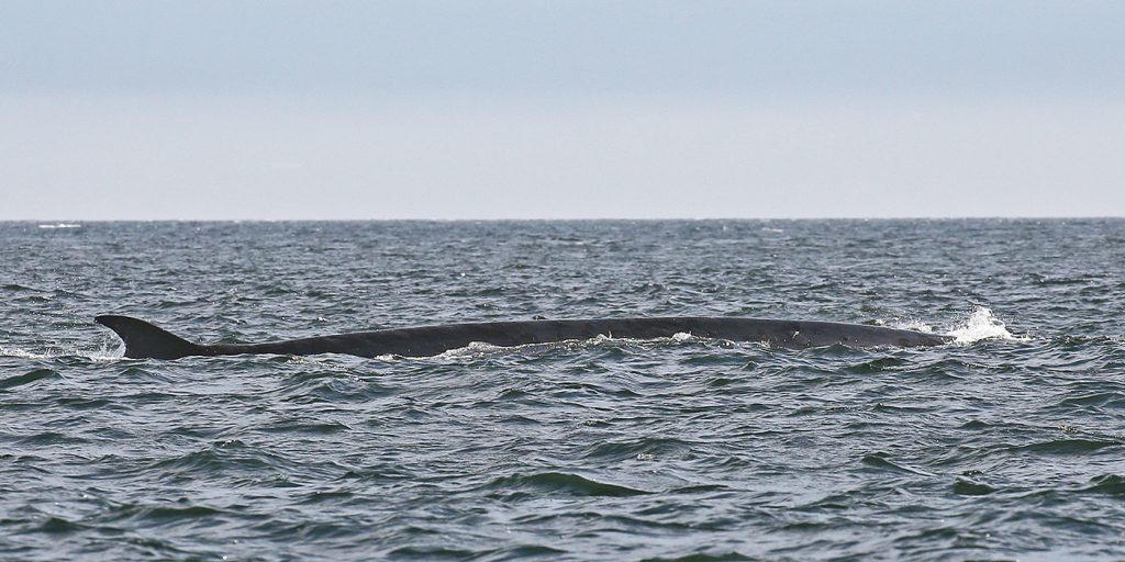 A fin whale swims in the Salish Sea in 2016. Fin whales are the second-largest of all whales.