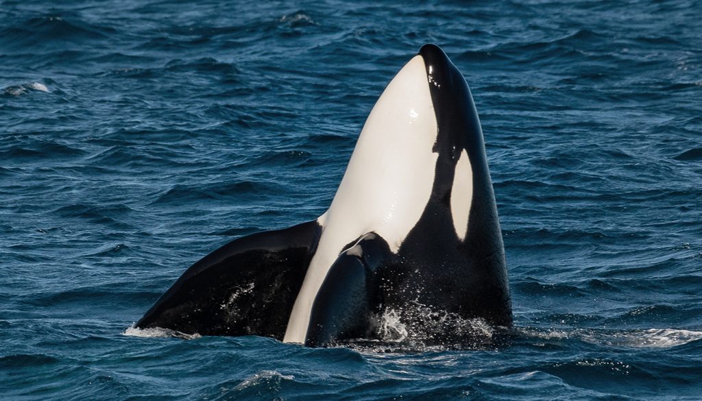 A killer whale spyhops by sticking its head out of the water.