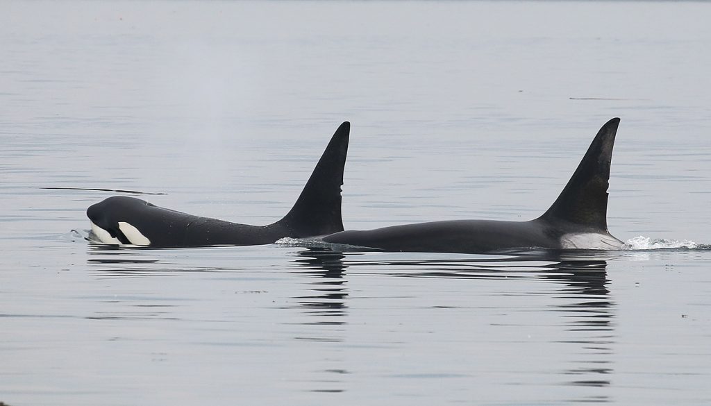 Neilson (T049C), right, swims with Saulitis (T077A). When these two are together we call them "the twins" because their dorsal notches are so similar