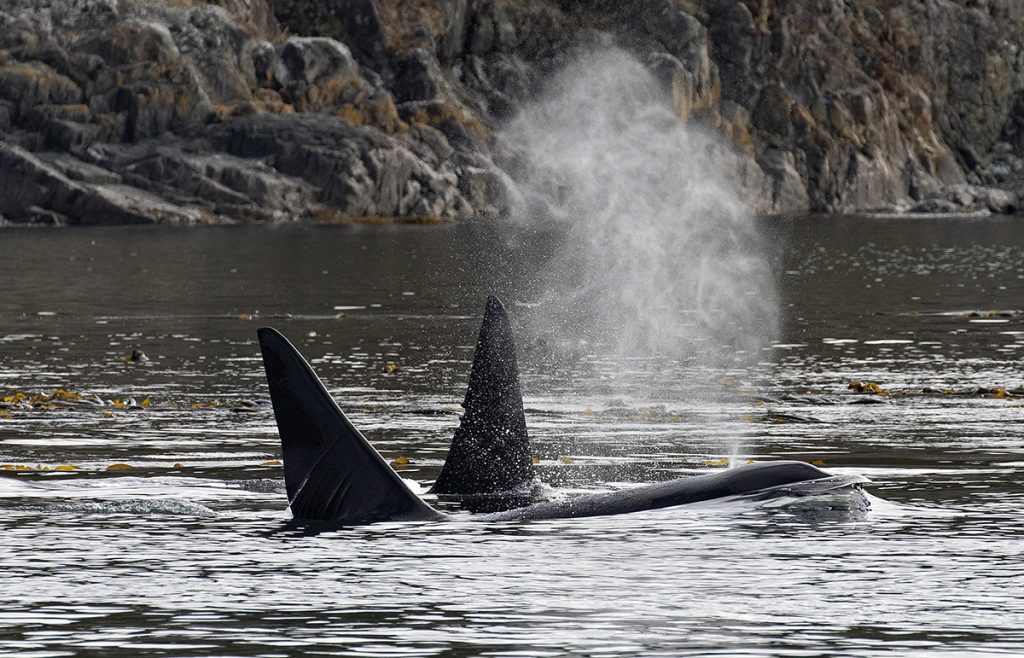Two lone male killer whales temporarily travelling together near the shoreline