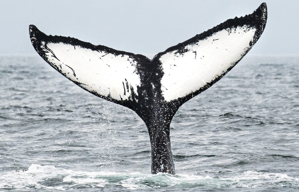 The massive flukes of a humpback whale.
