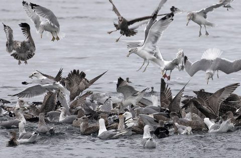 bird tours victoria bc