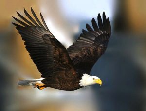 Bald-Eagles-have-a-6-foot-wing-span-300x229.jpg